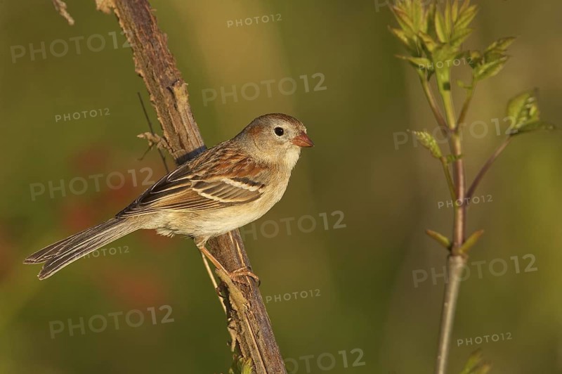 Field Sparrow (Spizella pusilla), Ohio, USA
