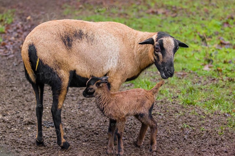 A female Cameroon or Cameroon Dwarf sheep, Ovis gmelini aries, suckling her lamb in a forest
