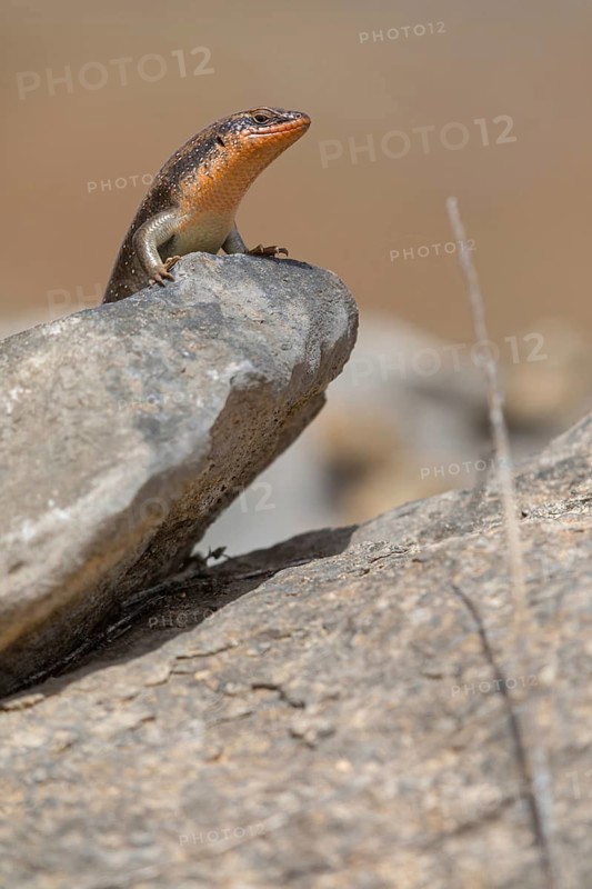 Short-necked skink, lizard, Sudan Mabuya, (Trachylepis brevicollis), Sudan Mabuya, lizard, reptile, rock, stone, animals, lizards, Tawi Atayr, Salalah, Dhofar Governorate, Oman