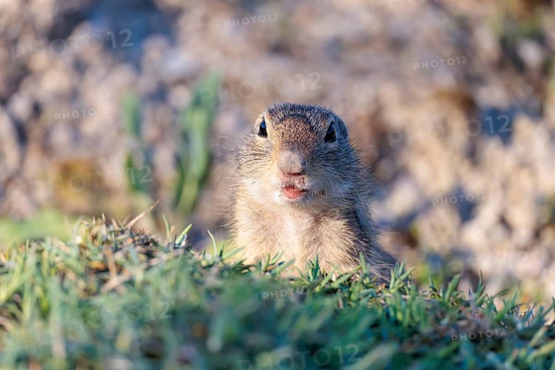 A fully grown ground squirrel (Spermophilus citellus) sits in a green meadow on a sunny day, eating and intently observing its surroundings. Austria