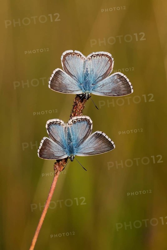 Common Blue butterflies (Polyommatus icarus), resting on a plant stalk and opening their wings as the early morning sun strikes them and warms them up, Hesse, Germany