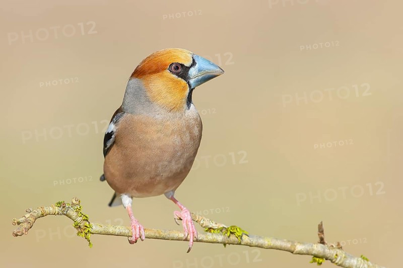 Hawfinch (Coccothraustes coccothraustes), male, with grey-blue beak, sitting on a branch overgrown with moss, Wildlife, Animals, Finches, Birds, Siegerland, North Rhine-Westphalia, Germany