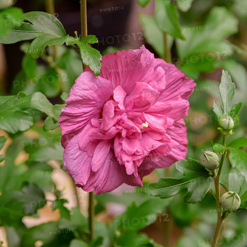Garden marshmallow (Hibiscus syriacus MAGENTA CHIFFON), Stolwijk Nursery, Netherlands