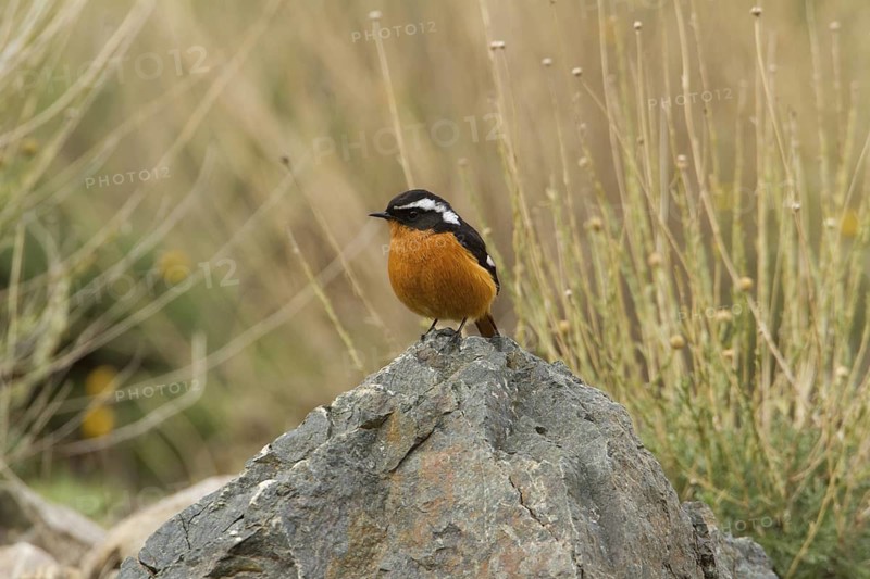 Moussier's Redstart (Phoenicurus moussieri) male, Morocco