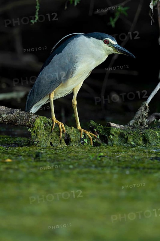 Black-crowned Night Heron (Nycticorax nycticorax), Baden-Wuerttemberg, Germany