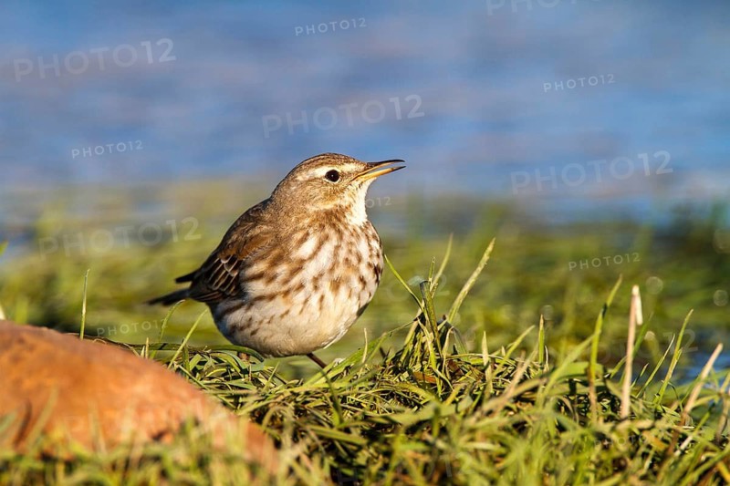 Water Pipit (Anthus spinoletta), Castile-La Mancha, Spain