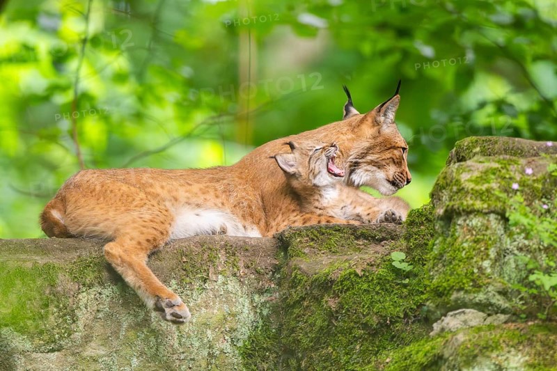 Eurasian lynx (Lynx lynx) mother with her youngsters (cubs) in a forest, Bavaria, Germany