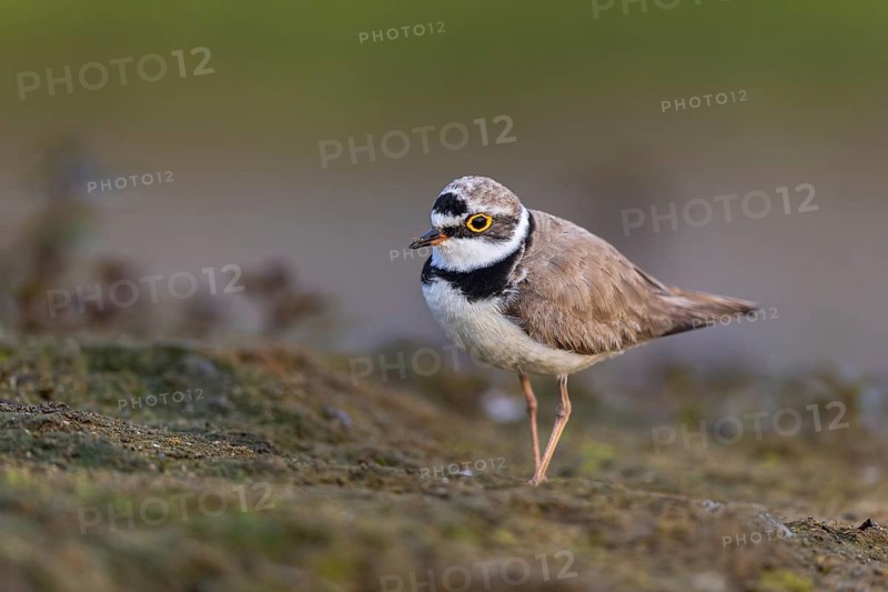 Little Ringed Plover (Charadrius dubius), North Rhine-Westphalia, Germany