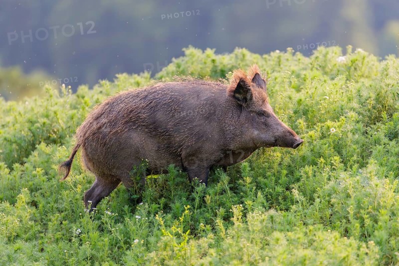 A wild boar (Sus scrofa) runs across a field of wild chamomile (Matricaria chamomilla). Bavaria, Germany