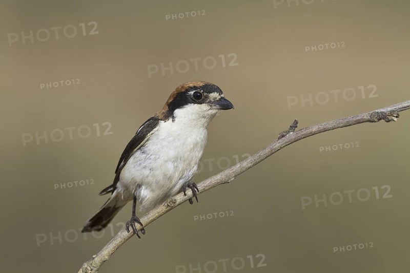 Woodchat Shrike (Lanius senator) female, Portugal