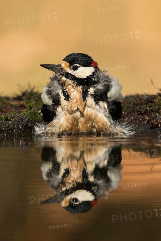 Grote Bonte Specht in het water, great spotted Woodpecker at pond