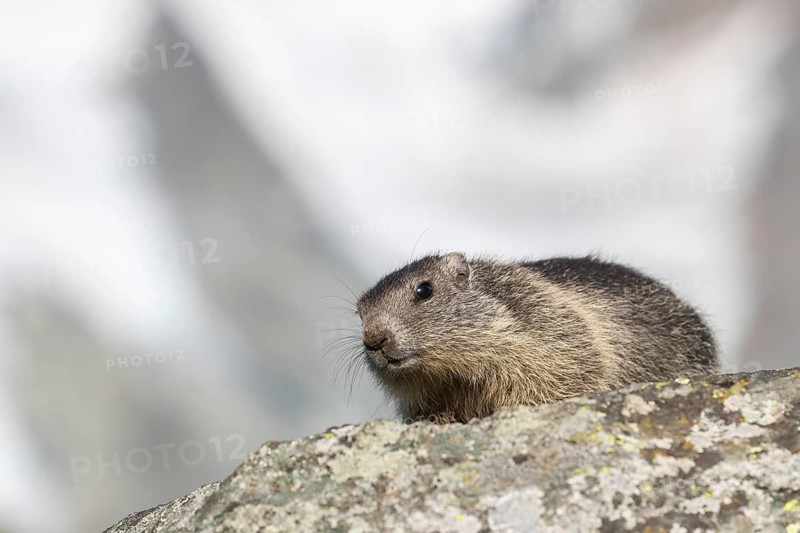 One young Alpine Marmot, Marmota marmota, sitting on a rock with snowy mountains in the background. Grossglockner high alpine road, Hohe Tauern National Park, Austria