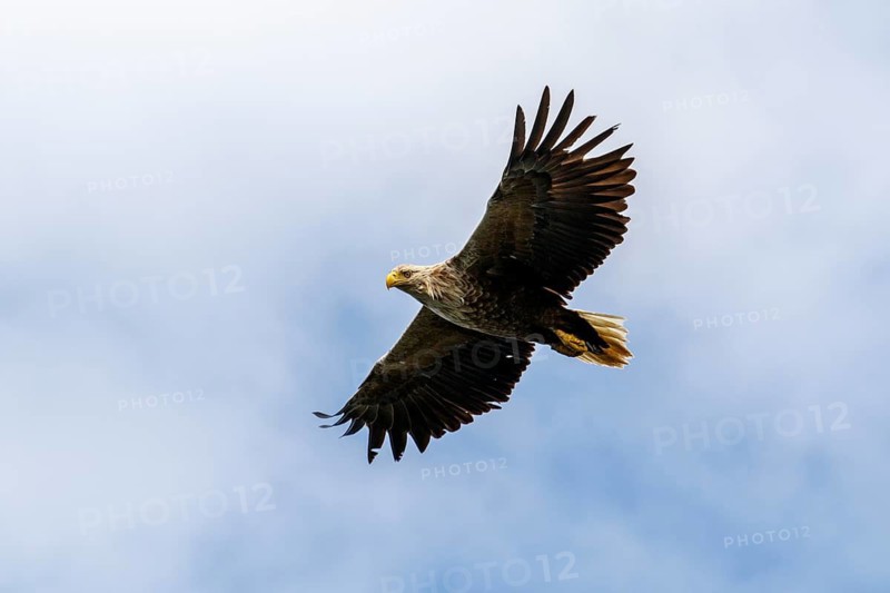 White-Tailed Eagle (Haliaeetus albicilla), flying, Isle of Mull, Scotland, United Kingdom