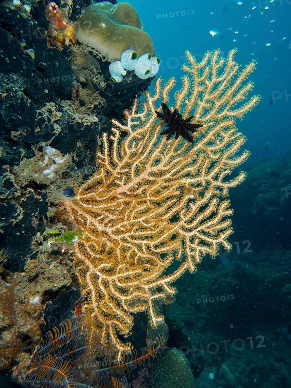 Yellow gorgonian (Echinogorgia) and Black Feather Star in blue underwater landscape, dive site Prapat, Penyapangan, Bali, Indonesia