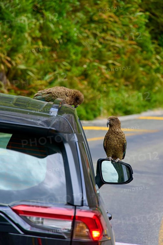 Kea (Nestor notabilis), two birds sitting on a car next to a mountain road surrounded by lush vegetation, summer, Milford Sound, Te Anau, Fiordland National Park, South Island, New Zealand