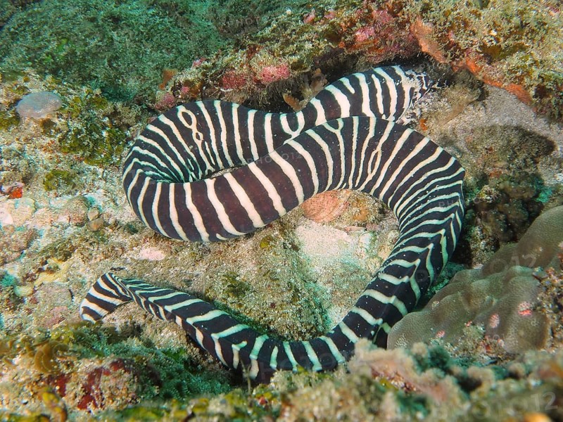 Zebra moray eel (Gymnomuraena zebra Echidna zebra)