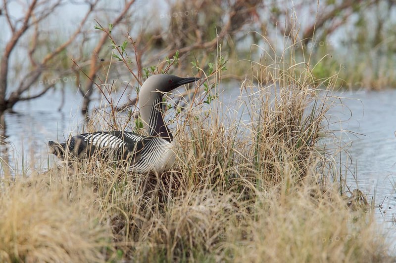 Pacific Loon (Gavia pacifica) on a nest in Churchill, Manitoba, Canada