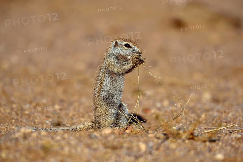 Mountain ground squirrel (Xerus princeps), feeding, Khomas region, Namibia