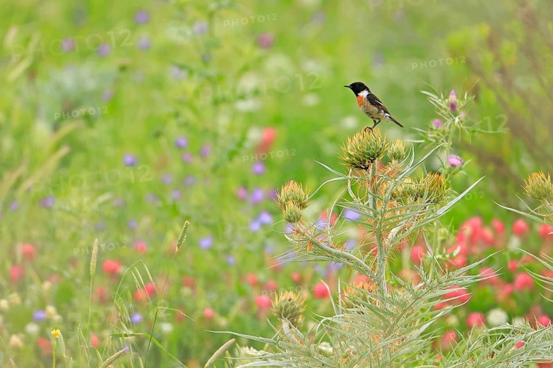 European Stonechat (Saxicola rubicola) male perched in a meadow, Andalusia, Spain