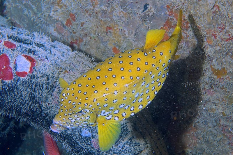 Yellow boxfish (Ostracion cubicus)
