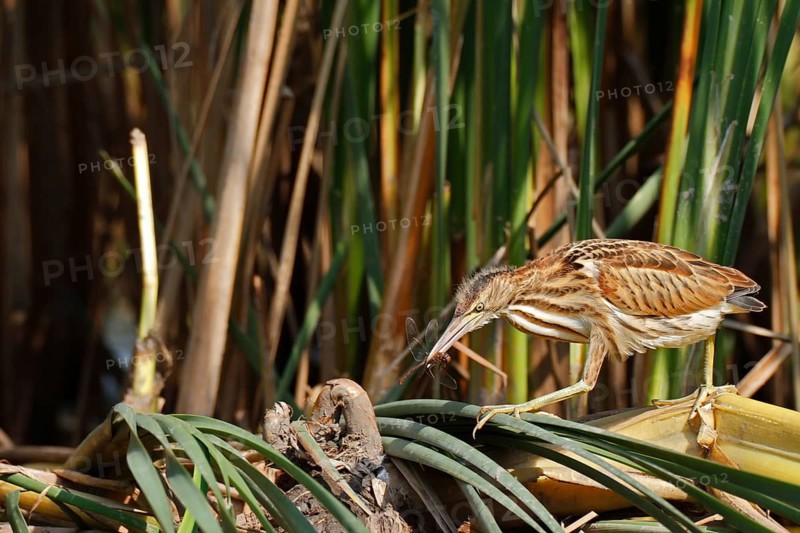 Little Bittern (Ixobrychus minutus), young bird, Middle Elbe Biosphere Reserve, Dessau-Roßlau, Saxony-Anhalt, Germany