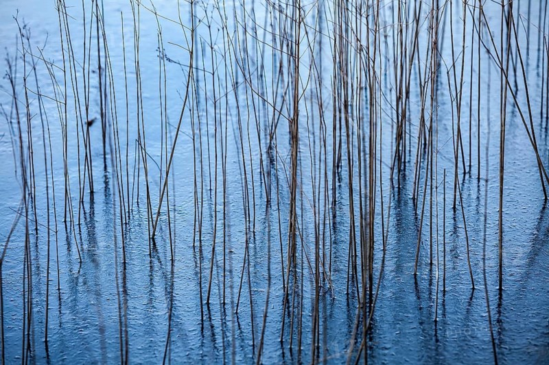Blades of grass in a frozen lake, structures of the water surface