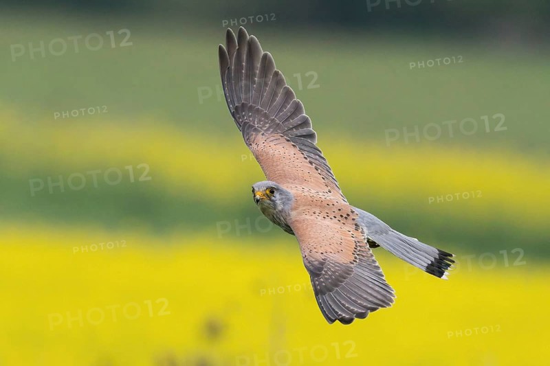 A Common Kestrel (Falco tinnunculus) flies over a flowering rape field Hesse, Germany