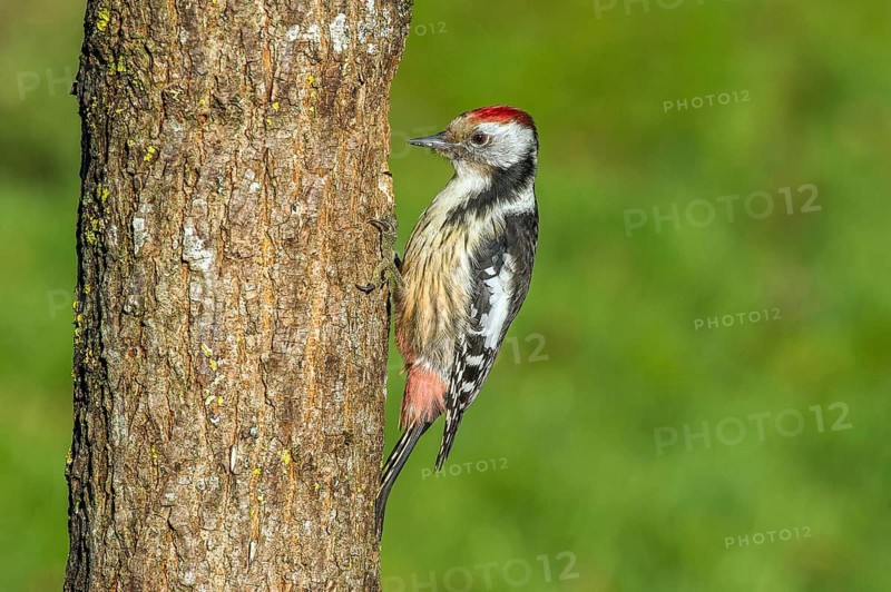 Middle woodpecker (Leiopicus medius, Syn. Dendrocopos medius) Middle-spotted Woodpecker • Baden-Württemberg, Germany, Baden-Württemberg, Federal Republic of Germany