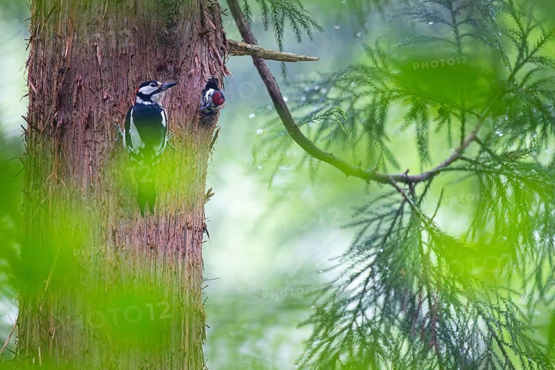 Great spotted woodpecker (Dendrocopos major), almost fledged young bird begging at the entrance hole of the breeding cavity, male adult bird sitting next to it on the tree trunk, Bad Homburg, Hesse, Germany
