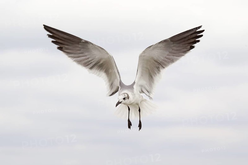 Laughing Gull (Leucophaeus atricilla) flying, Florida, USA