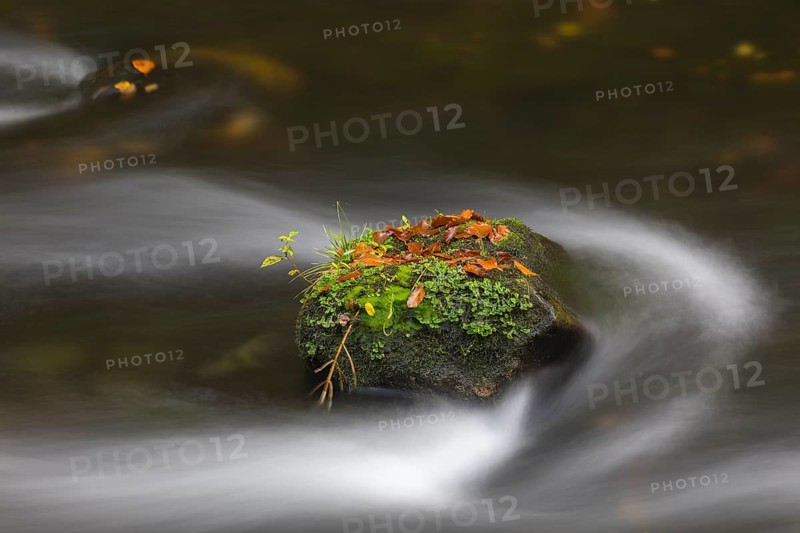 Flowing water with ferns and rocks in the Edmunds Gorge in autumn. River Kamnitz, Hrensko, Ustecky kraj, Czech Republic