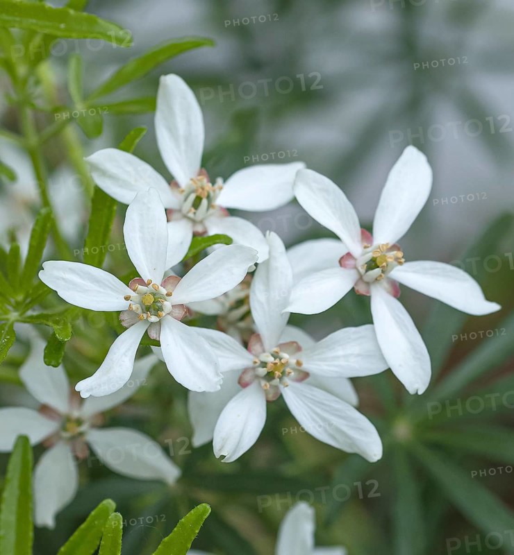 Starleaf (Choisya × dewitteana SCENTED GEM), An den Dorfwiesen 9, Germany