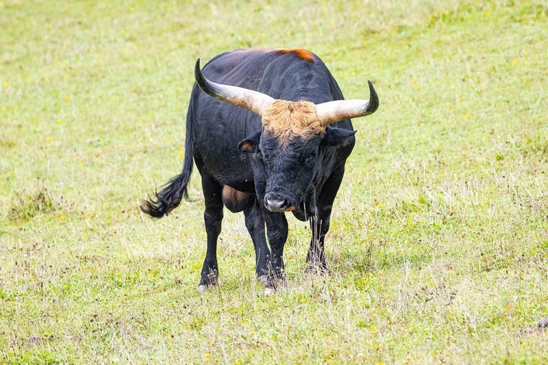 Auerochs (Heck cattle) Germany