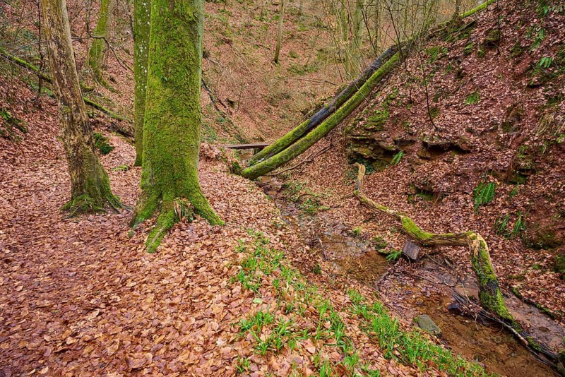 Small stream between trees in an autumnal forest with lots of leaves, Seltenbach Gorge, Klingenberg am Main, Churfranken, Untermain, Main, Bavaria, Germany