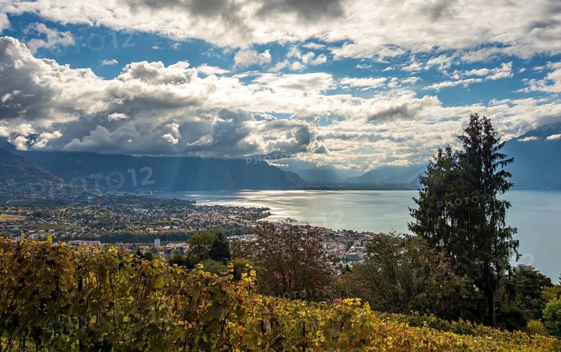 A scenic autumn view overlooking Lake Leman from a vineyard, featuring dramatic clouds and the Swiss and French Alps in the backdrop