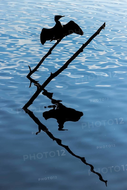 Cormorant (Phalacrocorax carbo) drying its wings at Schlachtensee, Zehlendorf, Berlin, Germany