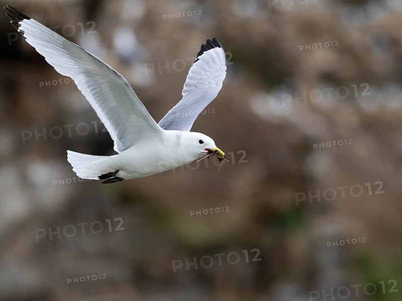 Black-legged kittiwake (Rissa tridactyla), adult bird in flight with nesting material in bill, May, Varanger Fjord, Norway