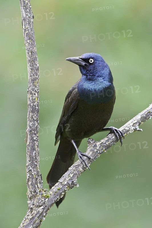 Common Grackle (Quiscalus quiscula), Ontario, Canada