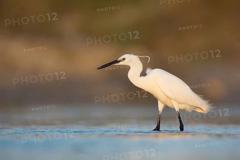 Little Egret (Egretta garzetta) foraging, Camargue, France