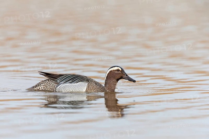 Garganey, Anas querquedula, Sarcelle d'été, Cerceta Carretona, Lake Neusiedl, Burgenland, Austria