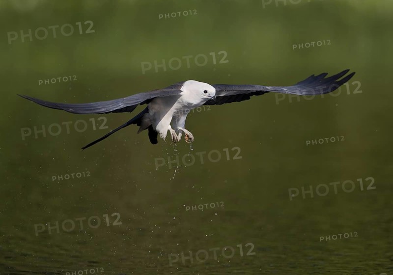 Swallow-tailed Kite (Elanoides forficatus) flying, Florida, USA