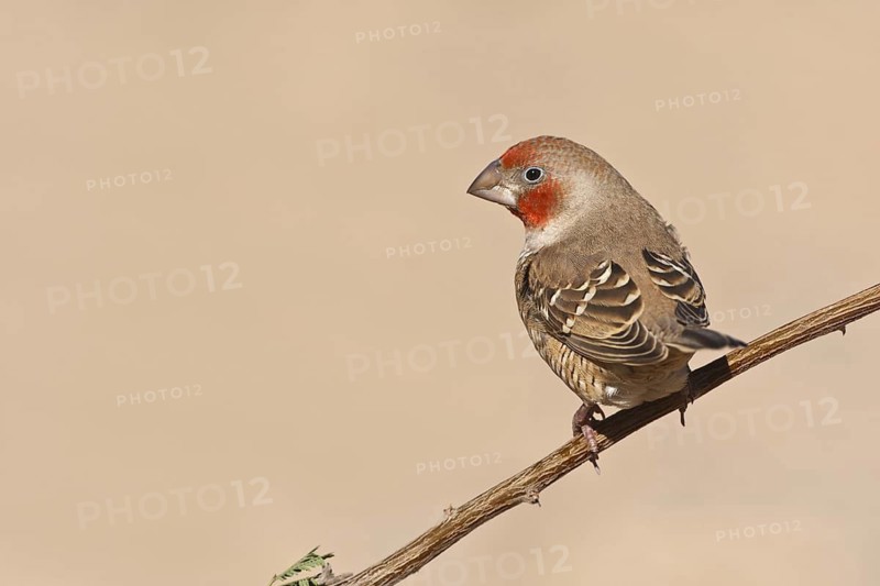 Red-headed Finch (Amadina erythrocephala), Northern Cape, South Africa