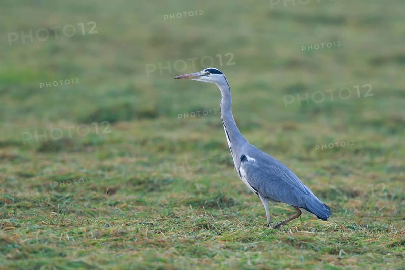 Grey Heron (Ardea cinerea) foraging, North Rhine-Westphalia, Germany