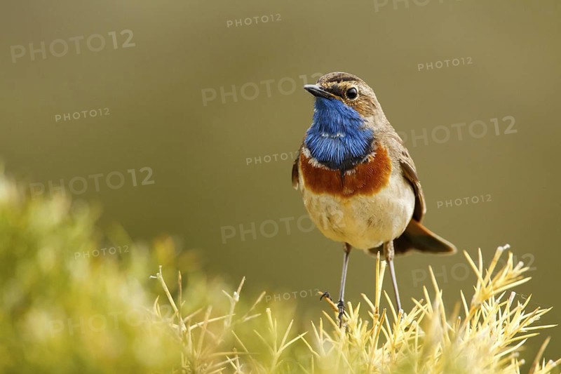 Bluethroat (Luscinia svecica cyanecula) male, Avila, Spain