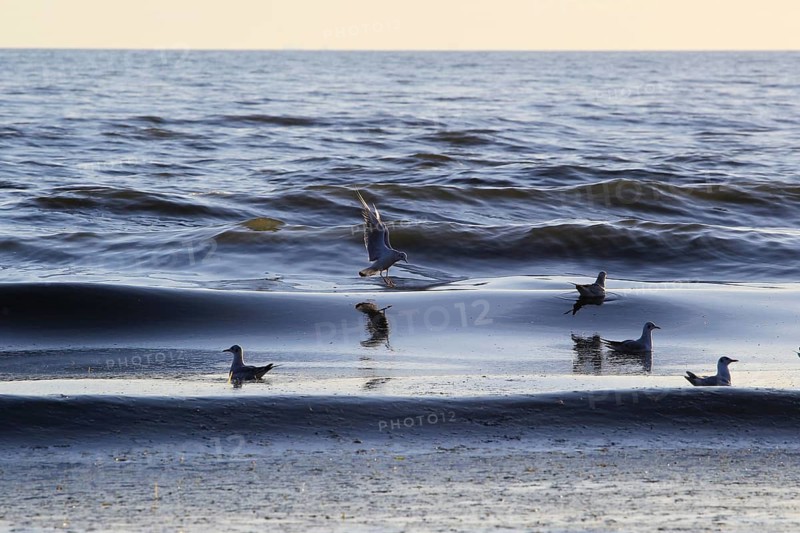 Morning atmosphere on the beach of the Baltic Sea, September, Usedom, Mecklenburg-Western Pomerania, Germany