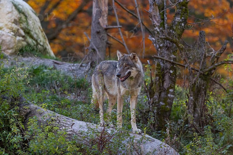 One eurasian gray wolf (Canis lupus lupus) standing on a log on a small hill with a bright and colourful fall foliage in the background