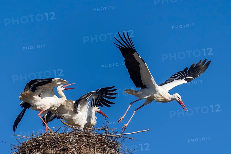 Three storks on a nest, one flies away, in front of a clear blue sky, white stork (Ciconia ciconia), wildlife, Germany