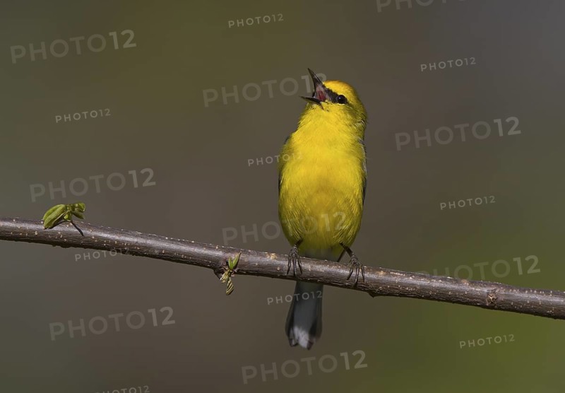 Blue-winged Warbler - male