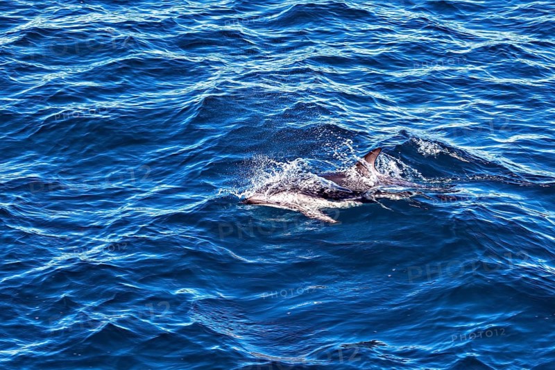 Dolphin jumping through the waves in the blue sea, The Clymene dolphin (Stenella clymene) near Puerto Madryn in Argentina