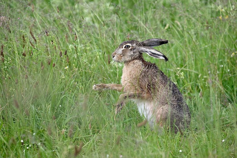 Male hare (Lepus europaeus) in a meadow, Lower Rhine, North Rhine-Westphalia, Germany